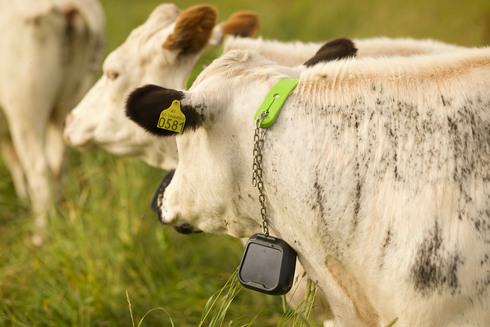 Nofence_N3_Collar_03