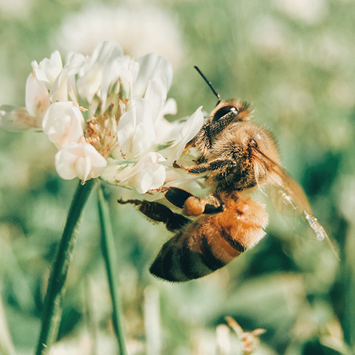 Bee 3 466x466