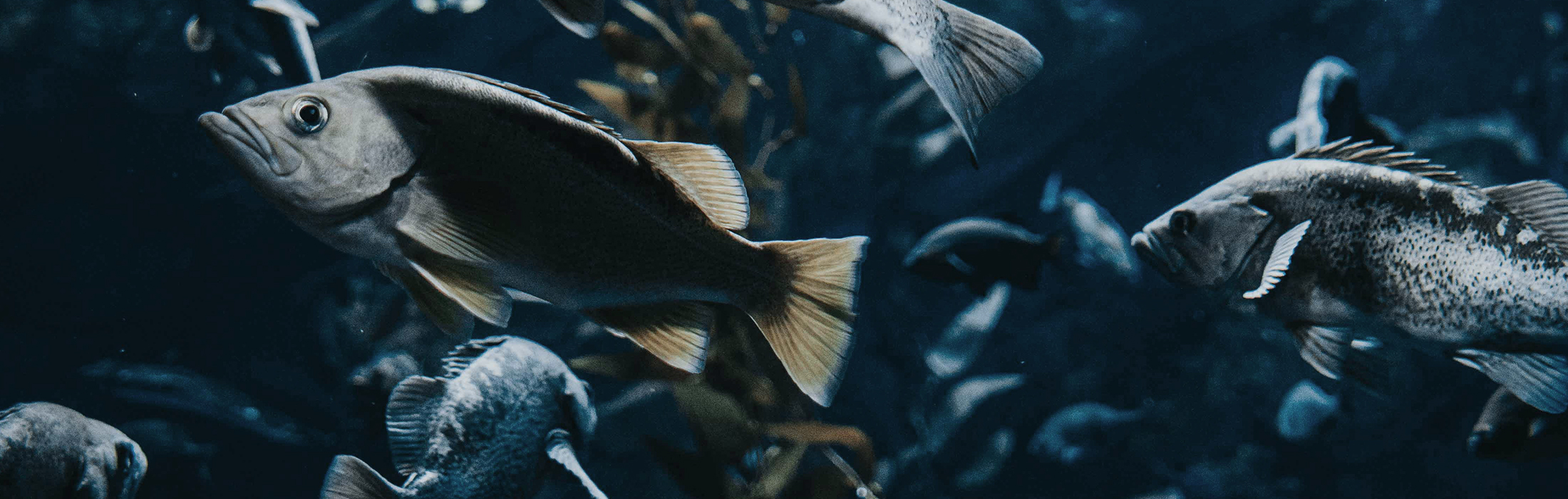 marcos-paulo-prado-B1ZnmSB7htg-unsplash